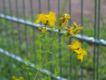 Der Harterscheid im Sommer