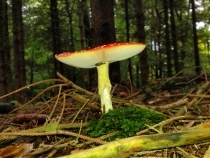 Der Harterscheid im Herbst