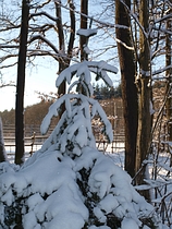 Der Harterscheid im Winter
